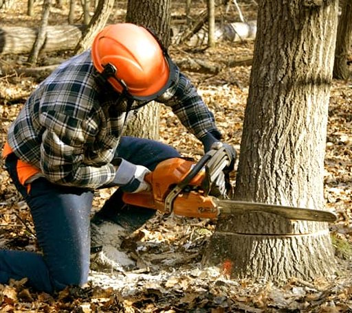 Tree Removal in Richmond, MI